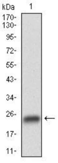 GSK-3 beta Antibody (3D6B4) - BSA Free, Novus Biologicals 0.1mg; Unlabeled:Antibodies,